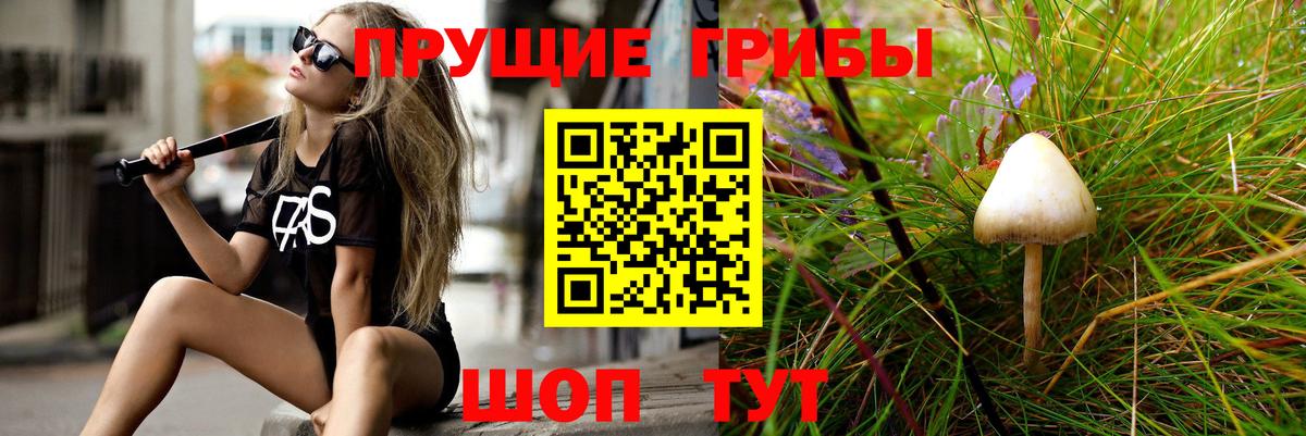 Галлюциногенные грибы Psilocybine cubensis Лесозаводск